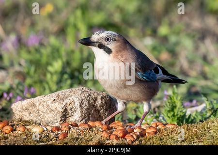 geai eurasien ou Garrulus glandarius passerine oiseau dans la famille des corneaires dans l'environnement vert naturel manger des arachides Banque D'Images