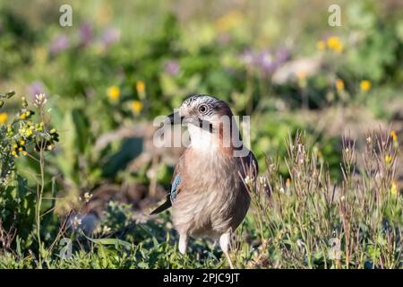 geai eurasien ou Garrulus glandarius passerine oiseau dans la famille des corneaires dans l'environnement vert naturel manger des arachides Banque D'Images