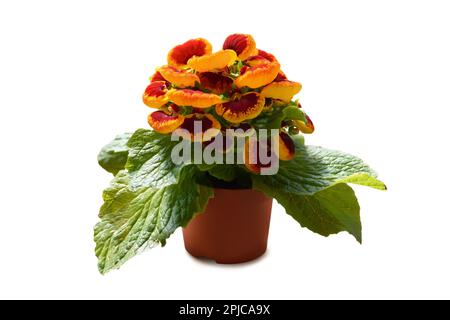 Plante en pot de Calceolaria isolée sur fond blanc Banque D'Images