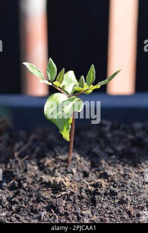 Cobaea scandens jeune plante poussant dans le jardin Banque D'Images