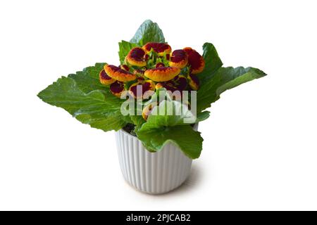 Plante en pot de Calceolaria isolée sur fond blanc Banque D'Images