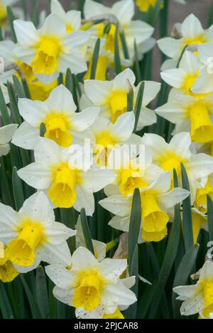 Jonquilla Daffodil, Narcissus 'Golden Echo', printemps, jardin, plante, Jaune blanc, jonquilles Banque D'Images