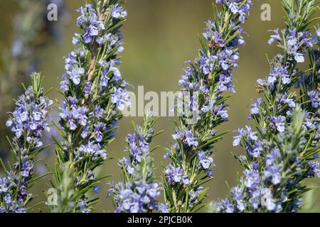 Rosmarinus officinalis, plante de romarin, fleurs fleurs florissantes floraison en fleurs Banque D'Images