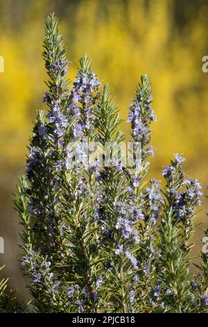 Pointes de l'usine de romarin, Rosmarinus officinalis dans le jardin en croissance Banque D'Images