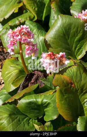 Plante de Bergenia Bergenia 'Baby Doll' fleurs de Bergenias blanc-rose Banque D'Images