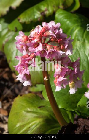 Bergenia 'Baby Doll' Flower Pigsqueak Banque D'Images