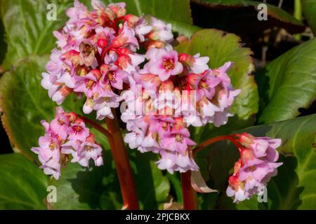 Bergenia 'Baby Doll' Flower Banque D'Images