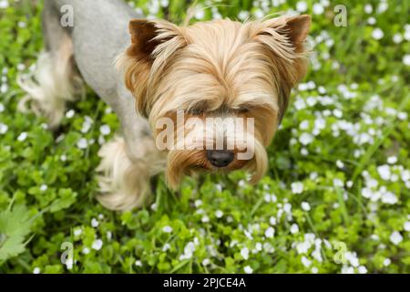 Charmant terrier du Yorkshire parmi les fleurs sauvages dans la prairie le jour du printemps Banque D'Images