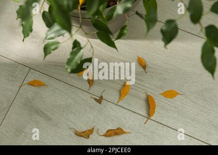 Feuilles jaunes tombées sur le sol près de la maison à l'intérieur, au-dessus de la vue Banque D'Images