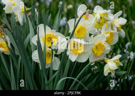 Printemps, saison, jardin, jonquilles Narcissus, fleurs, Herbacée, fleurs en trompette Banque D'Images