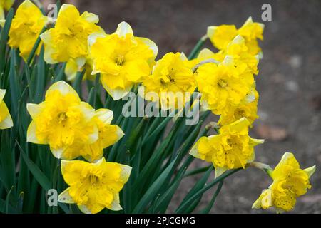 Amaryllidaceae, jonquilles Narcisse 'Chanterelle' Blooms Banque D'Images