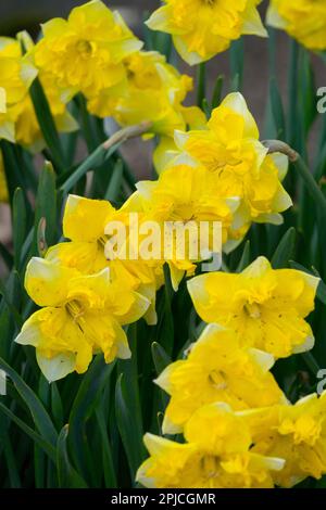 Jonquilles Narcisse, fleurs des trompettes, plantes vivaces, herbacées, Narcisse, Chanterelle, Floraison, plante, plantes, saison, Jardin Banque D'Images