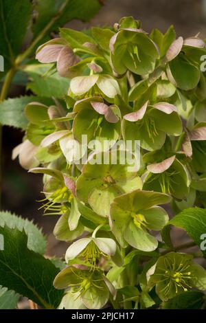 Helleborus x sternii 'Boughton Beauty' fleur Banque D'Images