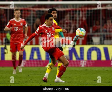 Munich, Allemagne. 1st avril 2023. Jamal Musiala (devant) du Bayern Munich contrôle le ballon lors du match de football allemand de la première division Bundesliga entre le Bayern Munich et Borussia Dortmund à Munich, Allemagne, 1 avril 2023. Credit: Philippe Ruiz/Xinhua/Alay Live News Banque D'Images