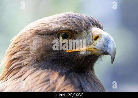 Coup de tête d'aigle d'or [ Aquila chrysaetos ] Banque D'Images