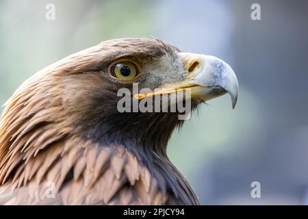 Coup de tête d'aigle d'or [ Aquila chrysaetos ] Banque D'Images