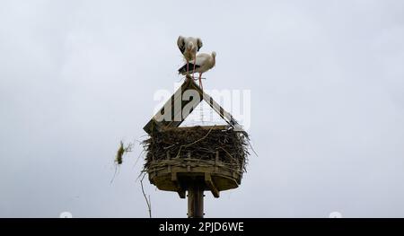 Bardowick, Allemagne. 28th mars 2023. Une paire de cigognes tente de construire un nid sur le toit, et le matériau continue à tomber. Le gardien de cigognes bloque son nid parce que l'animal a endommagé la peinture des voitures en 2022. Cela se produirait rarement, mais de temps en temps. Credit: Philipp Schulze/dpa/Alamy Live News Banque D'Images