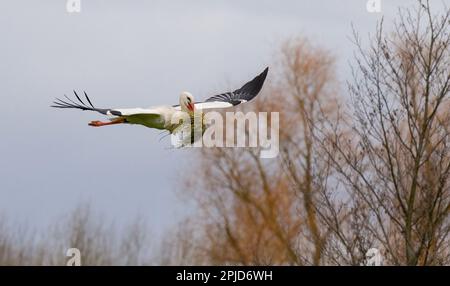 Bardowick, Allemagne. 28th mars 2023. Un cigogne mâle vole avec le matériel de construction de nid dans son bec. Le gardien de cigognes bloque son nid parce que l'animal a endommagé la peinture des voitures en 2022. Cela se produirait rarement, mais de temps en temps. Credit: Philipp Schulze/dpa/Alamy Live News Banque D'Images