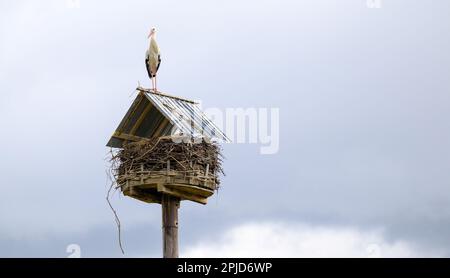 Bardowick, Allemagne. 28th mars 2023. Un cigogne mâle se tient sur un nid, qui a été pourvu d'un toit. Le gardien de cigognes bloque son nid parce que l'animal a endommagé la peinture des voitures en 2022. Cela se produirait rarement, mais de temps en temps. Credit: Philipp Schulze/dpa/Alamy Live News Banque D'Images