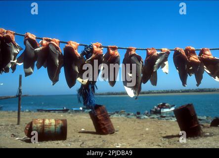 Des ailerons de requin se dessèchent sur une ligne à Kalba, dans le port est de Sharjah, aux Émirats arabes Unis Banque D'Images