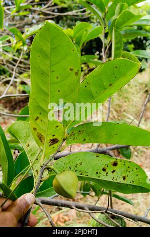 Feuilles et fleurs de soursop de montagne tachetées Banque D'Images