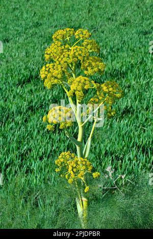 Fleurs printanières de Ferula communis dans l'est de la Sicile, en Italie Banque D'Images