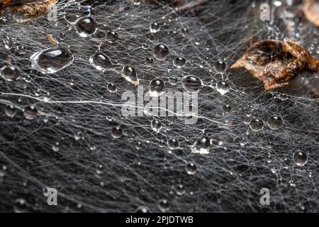 Photo macro de la bande larvaire de la Moth Ermine dans une brousse Banque D'Images