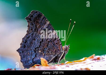 Photo macro d'un papillon de paon (aglais io) assis sur un peu de bois Banque D'Images