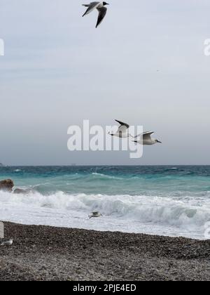 Mouettes volant au-dessus de la plage de galets de Nice, France avec des vagues Azur de la mer méditerranée, contenu de voyage Banque D'Images