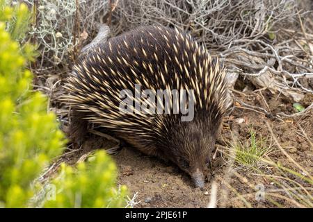 Un échidna à bec court, Tachyglossus aculateru, également connu sous le nom d'anteater épineux, à la recherche d'insectes dans le sol. Il s'agit d'un mammifère de ponte d'œufs ou d'une Mo Banque D'Images