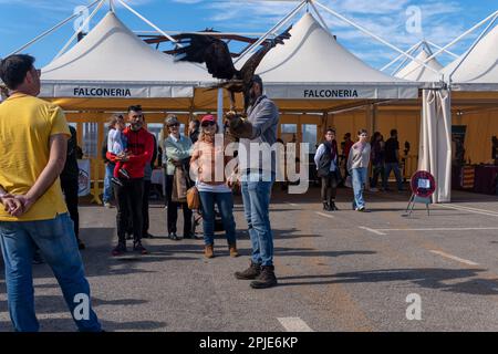 Santanyi, Espagne; mars 26 2023: Foire de chasse et de chasse dans la ville de Majorcan de Santanyi. Exposition d'un aigle aux touristes Banque D'Images