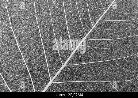 Squelette de feuille sec avec nervures blanches, sur fond noir Banque D'Images
