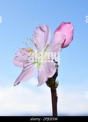Fleur de cerise rose contre ciel bleu au printemps Banque D'Images