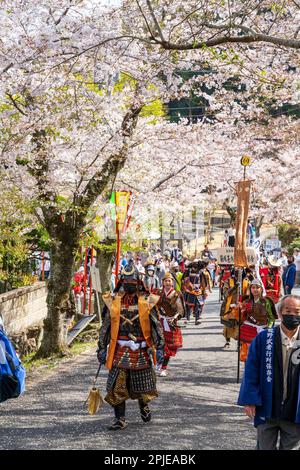 Défilé de samouraï au festival de printemps Hon-Tatsuno au Japon. Des hommes et des femmes vêtus de costumes de samouraï colorés de l'époque Edo marchant vers le spectateur sous les fleurs de cerisiers en plein soleil du printemps. Banque D'Images