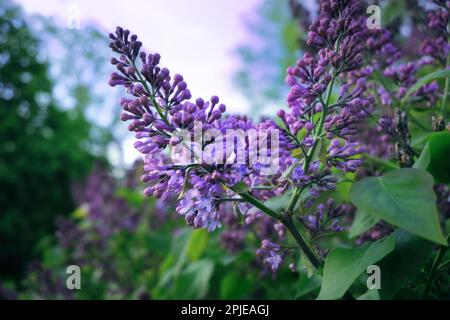 Les lilas violets, Syringa spp., poussent de près dans le jardin le jour du début de l'été. Banque D'Images