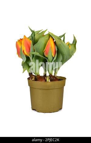 Tulipe fleurs 'Tulipa Flair' tulipe dans pot de fleur sur fond blanc Banque D'Images