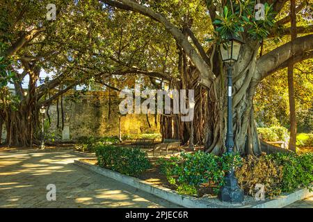 Un petit jardin bien entretenu à Ortigia, près du fonte Aretusa et de la plage. Le jardin abrite des arbres de Ficus Macrophilla vieux de plusieurs siècles. Syracuse, Sicile Banque D'Images