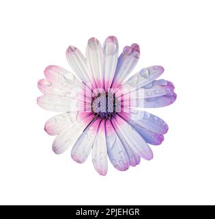 Magnifique Cape Daisy en fleurs avec raindrops sur fond blanc Banque D'Images