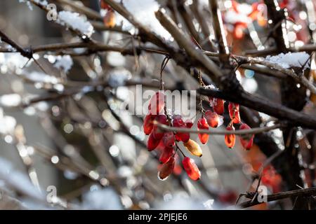 Branches de Berberis vulgaris en hiver avec baies mûres rouges. Après décongélation, un peu de neige et de gouttelettes d'eau congelée restent sur les baies et le soutien-gorge Banque D'Images