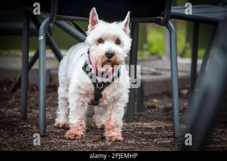 Chien terrier des Highlands de l'Ouest. Banque D'Images