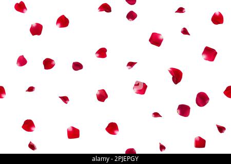 motif sans eamless de pétales de rose rouge, isolé sur fond blanc. Plan d'agencement, vue de dessus. Pétales de rose rouge tombant. Banque D'Images