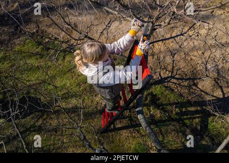 Vue aérienne d'une femme qui élague des arbres fruitiers dans son jardin depuis une échelle. Travaux de jardinage au printemps. Banque D'Images
