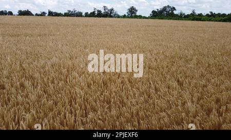 Champ de blé. Champ avec des épis de blé mûr le jour nuageux. Vue aérienne de drone pointes de blé mûri. Vol au-dessus du champ de blé le jour d'été. Champ agricole agraire de la culture industrielle Banque D'Images