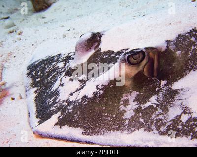 Gros plan d'une raie du sud (Hypanus americanus) dans le sable, Exuma Cays, Bahamas Banque D'Images