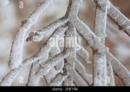 02 avril 2023, Saxe-Anhalt, Schierke : les branches d'un arbre de la forêt de Brocken sont couvertes de givre. L'air froid polaire a fait rentrer l'hiver en Allemagne, comme ici dans les montagnes Harz sur Brocken. Le gel a provoqué le gel de l'air humide sur les arbres, les buissons et les herbes. Dans les prochains jours, le temps restera inchangé. On ne s'attend pas à ce que les températures augmentent de nouveau avant le week-end. Photo: Matthias Bein/dpa Banque D'Images