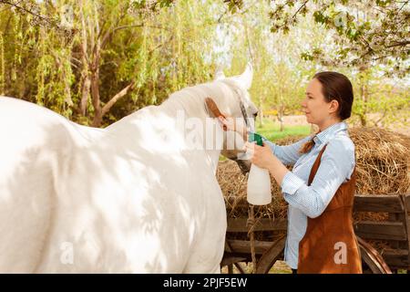 Une jeune belle femme peigne la manie et la queue d'un cheval avec un peigne en bois. Spray pour le soin des cheveux. brossage facile, soin des animaux de compagnie, amour gros plan Banque D'Images