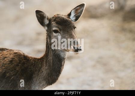 Portrait de cerf animal sauvage fauve, dama dama. Faune nature en plein air Banque D'Images