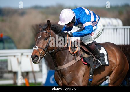 Ascot, Royaume-Uni. 02nd avril 2023. Blueking d'Oroux et le jockey Angus Cheleda remportent l'obstacle de handicap juvénile du Royal Ascot Racing Club pour l'entraîneur Paul Nicholls et la propriétaire Mme Johnny de la Hey. Crédit : JTW Equine Images/Alamy Live News Banque D'Images