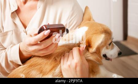 la femme goutte des gouttes au chien sur le garrot, la protection contre les parasites, les puces et les tiques, traitement de printemps, soins pour les animaux de compagnie, Banque D'Images