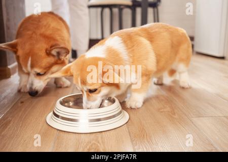 Corgi mange de la nourriture dans un bol, un chiot, des chiens dans la cuisine. Nutrition et santé appropriées. Banque D'Images